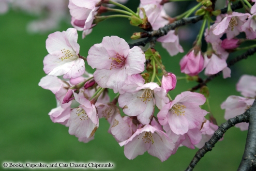 Cherry Blossoms - Washington, DC | Books, Cupcakes, and Cats Chasing Chipmunks