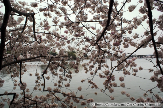 Cherry Blossom Festival - Washington, DC | Books, Cupcakes, and Cats Chasing Chipmunks