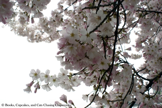 Cherry Blossoms - Washington, DC | Books, Cupcakes, and Cats Chasing Chipmunks