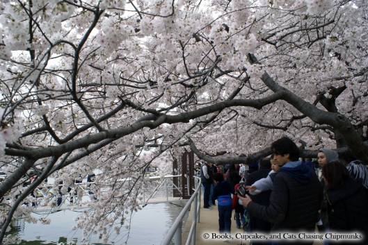 Cherry Blossom Festival - Washington, DC | Books, Cupcakes, and Cats Chasing Chipmunks